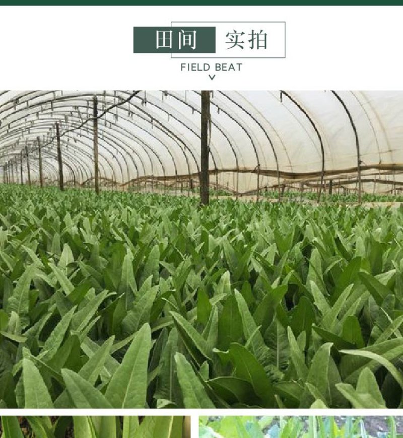 大田菜园高产易种清香脆嫩油麦菜种子