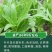 大田菜园高产易种清香脆嫩油麦菜种子