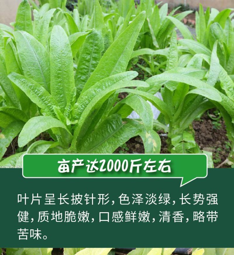 大田菜园高产易种清香脆嫩油麦菜种子