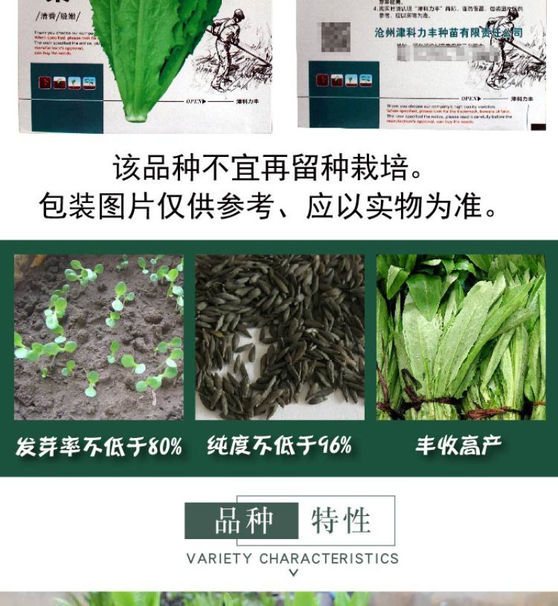 大田菜园高产易种清香脆嫩油麦菜种子