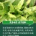 大田菜园高产易种清香脆嫩油麦菜种子