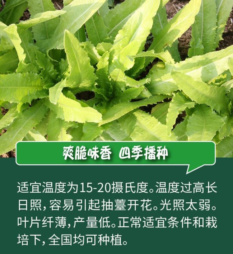 大田菜园高产易种清香脆嫩油麦菜种子