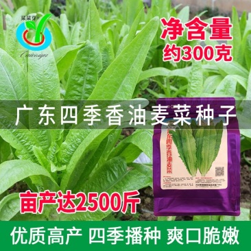 大田菜园高产易种耐热香脆爽口油麦菜种子