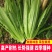 大田菜园高产易种耐热香脆爽口油麦菜种子