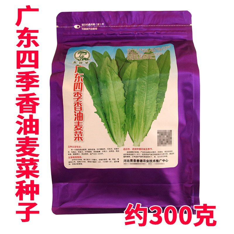 大田菜园高产易种耐热香脆爽口油麦菜种子