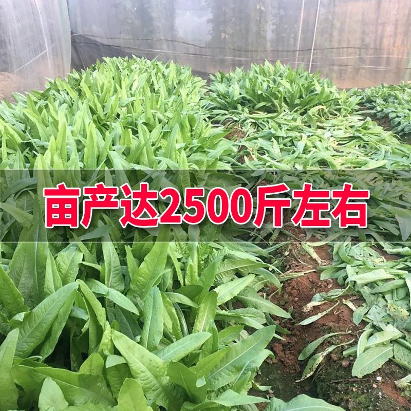 大田菜园高产易种耐热香脆爽口油麦菜种子
