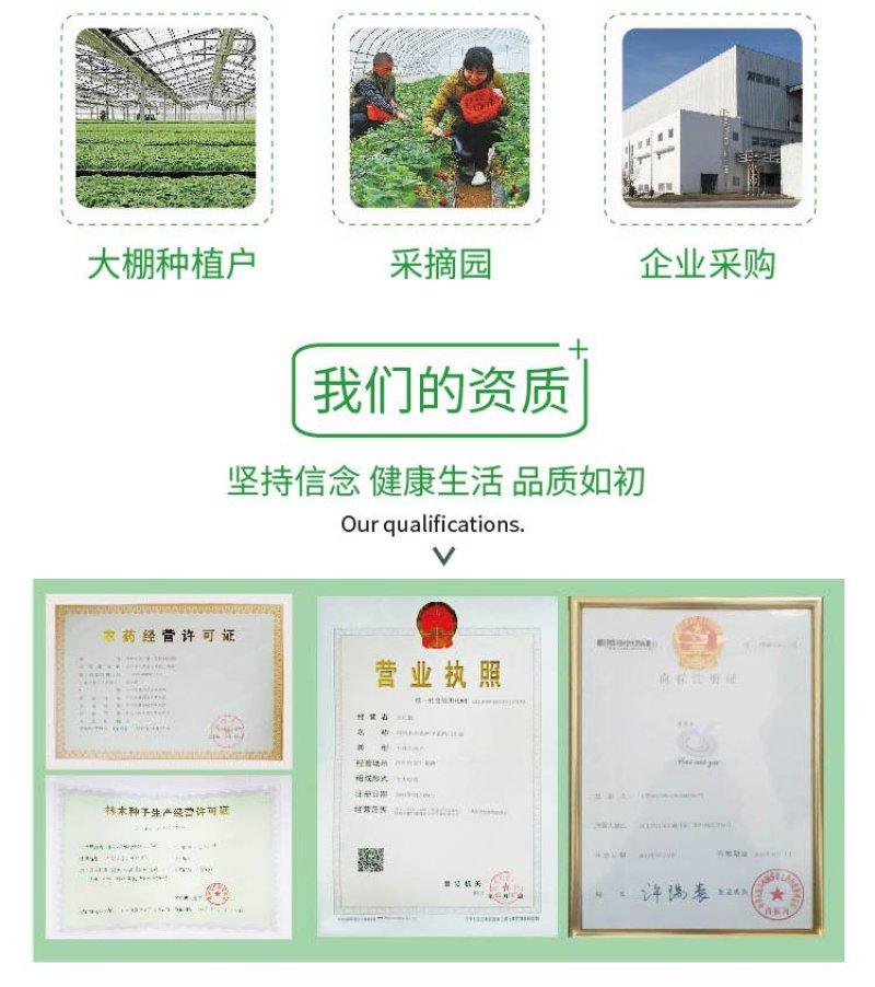 大田菜园高产易种耐热香脆爽口油麦菜种子