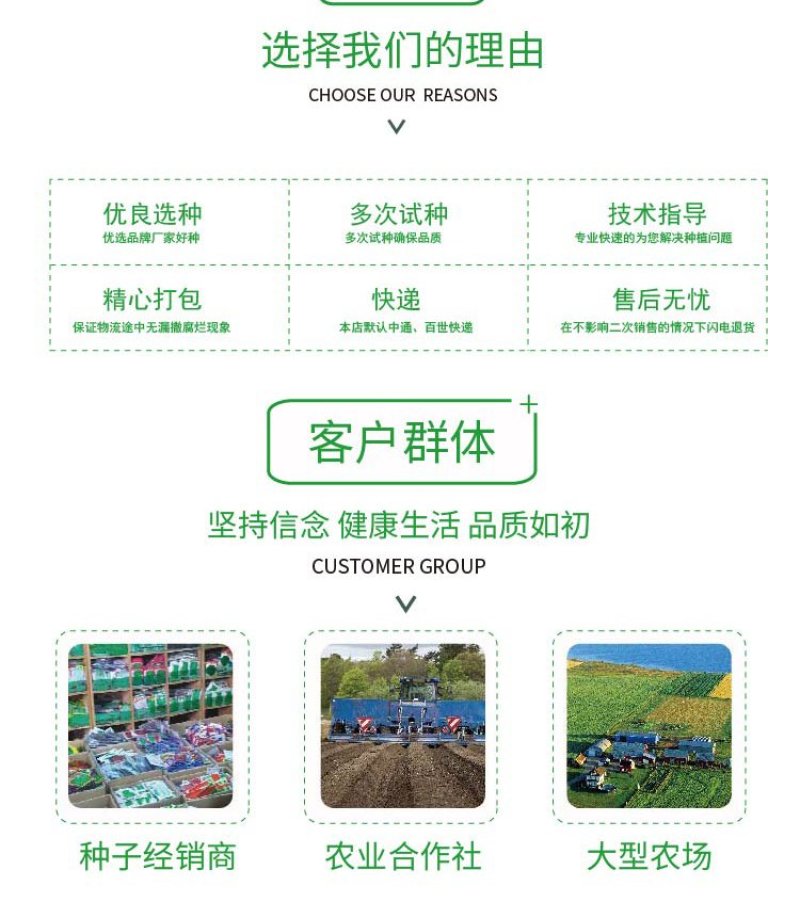 大田菜园高产易种耐热香脆爽口油麦菜种子