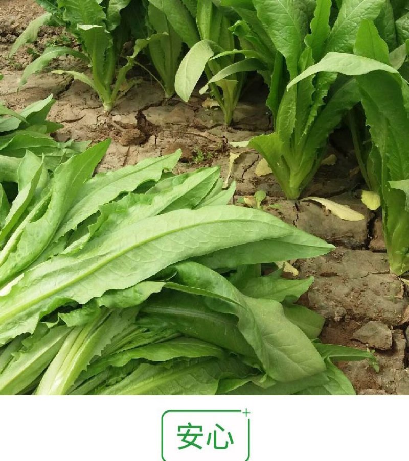 大田菜园高产易种耐热香脆爽口油麦菜种子