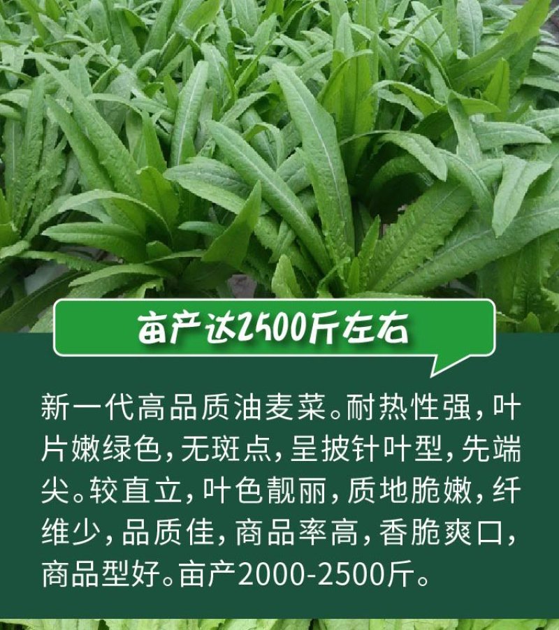 大田菜园高产易种耐热香脆爽口油麦菜种子