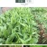大田菜园高产易种耐热香脆爽口油麦菜种子