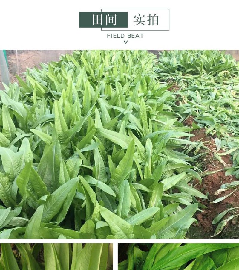 大田菜园高产易种耐热香脆爽口油麦菜种子