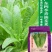 大田菜园高产易种耐热香脆爽口油麦菜种子