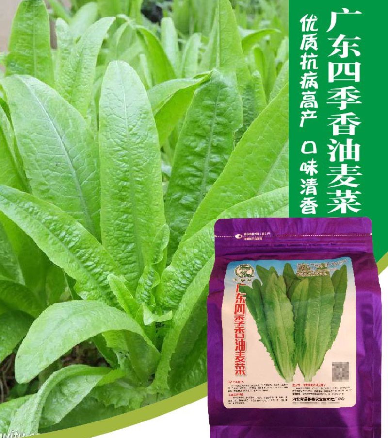 大田菜园高产易种耐热香脆爽口油麦菜种子