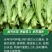 大田菜园高产易种耐热香脆爽口油麦菜种子
