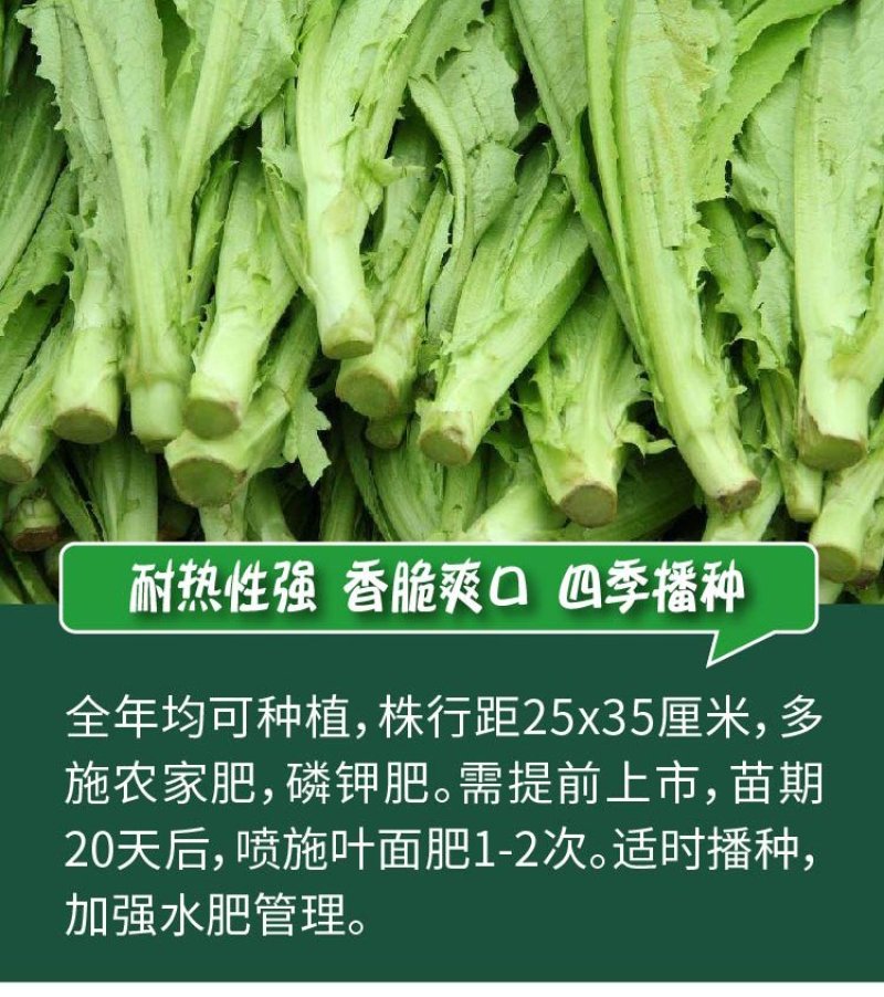 大田菜园高产易种耐热香脆爽口油麦菜种子