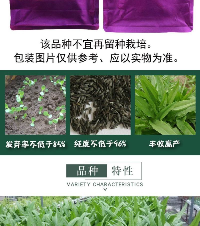 大田菜园高产易种耐热香脆爽口油麦菜种子