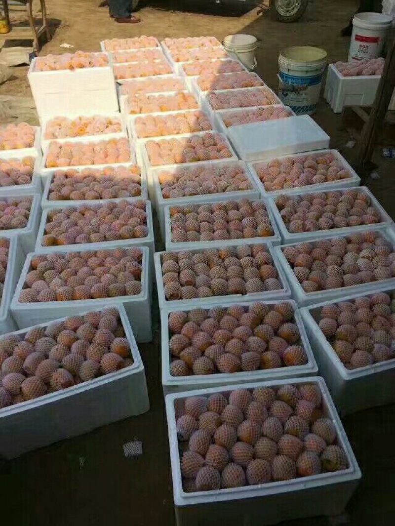 安徽砀山大棚金太阳杏大量上市中！专业代收代发！对接商超