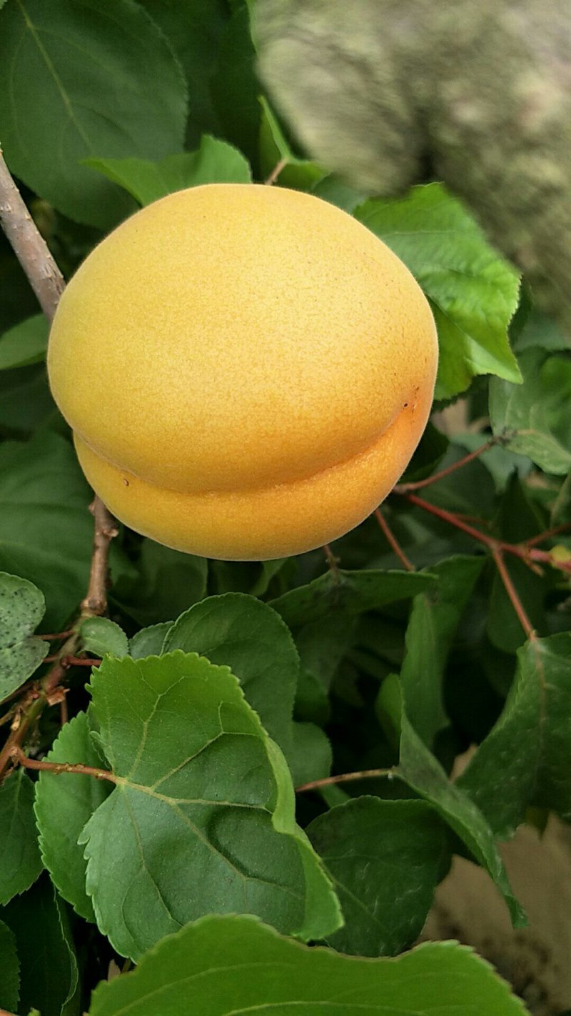 安徽砀山大棚金太阳杏大量上市中！专业代收代发！对接商超