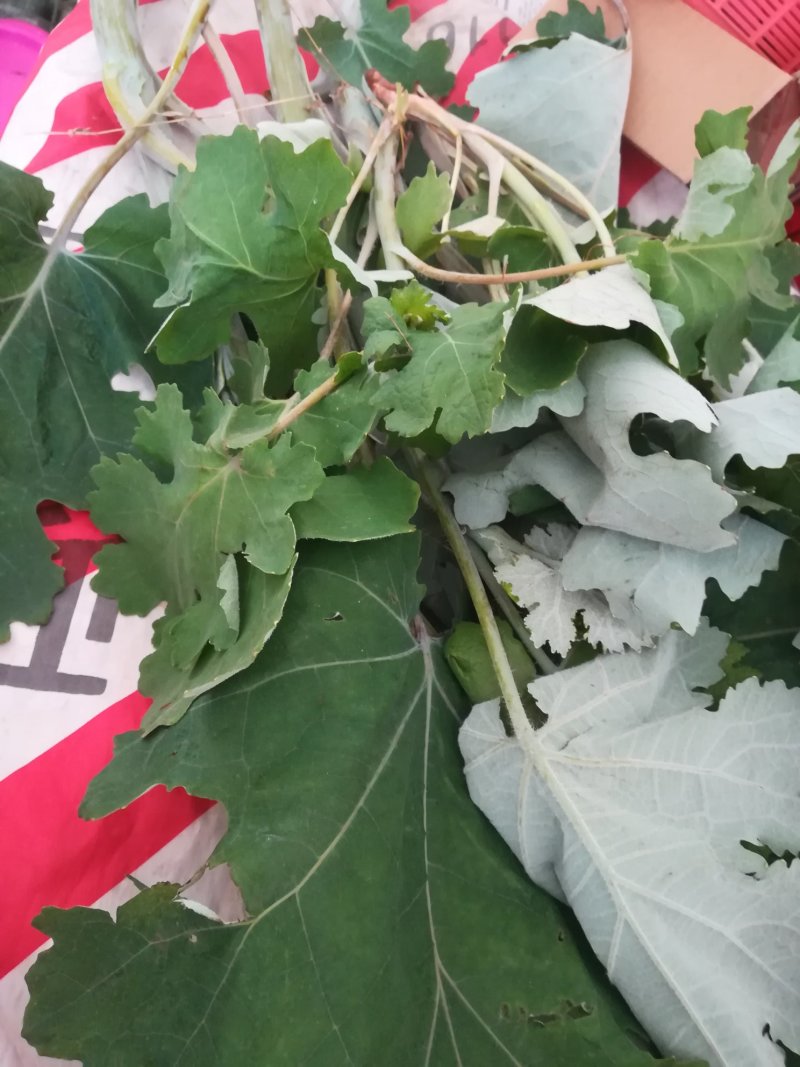 博落回茎叶新鲜落回杆号桐杆茎叶鲜货