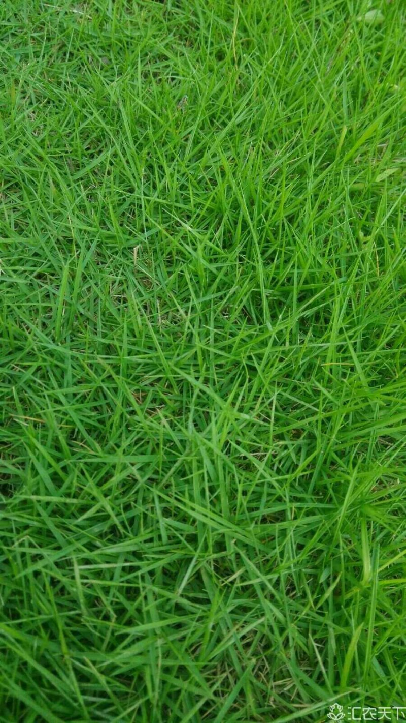 湖南郴州马尼拉草块，结缕草运费自理