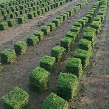 湖南郴州马尼拉草块，结缕草运费自理