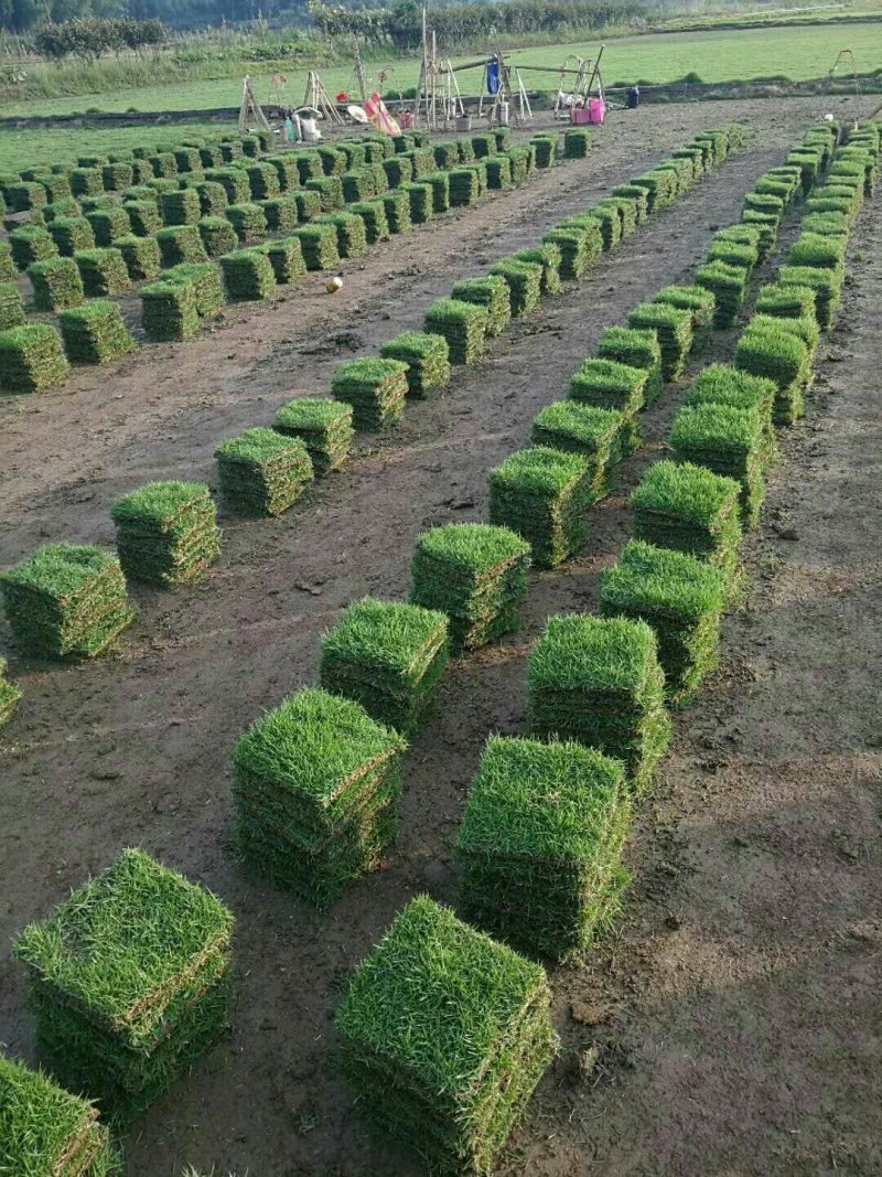 湖南郴州马尼拉草块，结缕草运费自理
