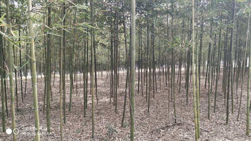 出租牌楼省道旁22亩果园田地农房