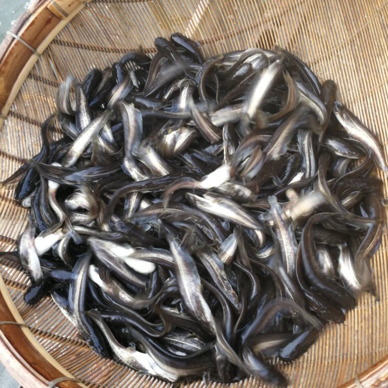 大口鲶