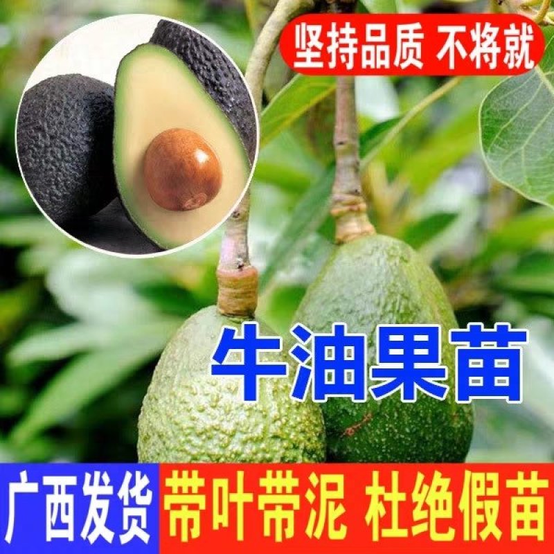 嫁接牛油果树苗鳄梨树苗哈斯牛油果苗南北方种植盆栽