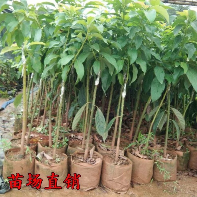 嫁接牛油果树苗鳄梨树苗哈斯牛油果苗南北方种植盆栽