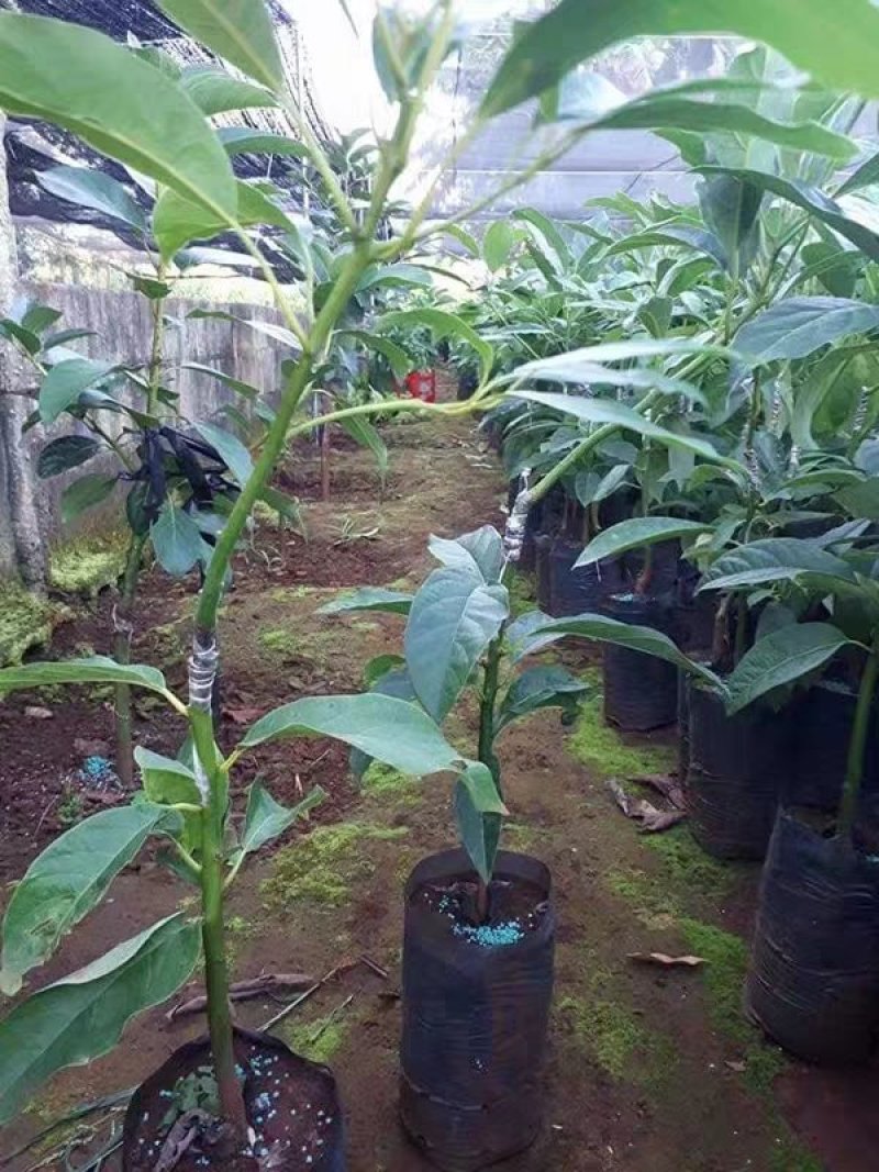 嫁接牛油果树苗鳄梨树苗哈斯牛油果苗南北方种植盆栽
