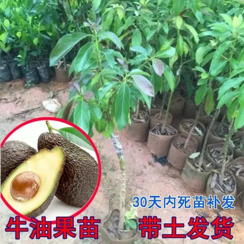 嫁接牛油果树苗鳄梨树苗哈斯牛油果苗南北方种植盆栽