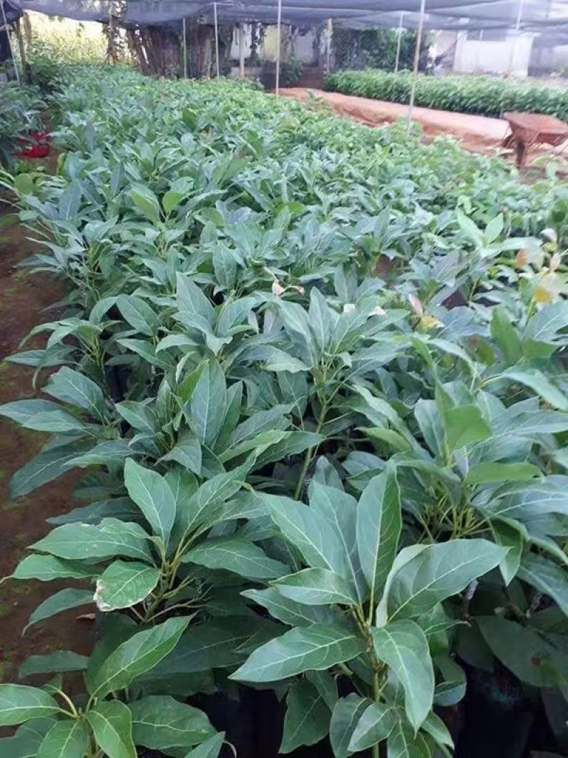 嫁接牛油果树苗鳄梨树苗哈斯牛油果苗南北方种植盆栽
