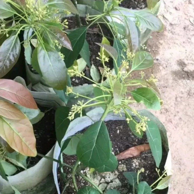 嫁接牛油果树苗鳄梨树苗哈斯牛油果苗南北方种植盆栽