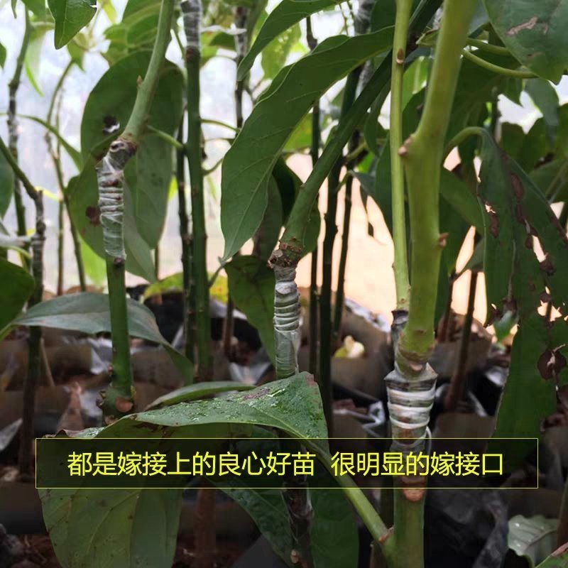 嫁接牛油果树苗鳄梨树苗哈斯牛油果苗南北方种植盆栽