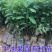 嫁接牛油果树苗鳄梨树苗哈斯牛油果苗南北方种植盆栽
