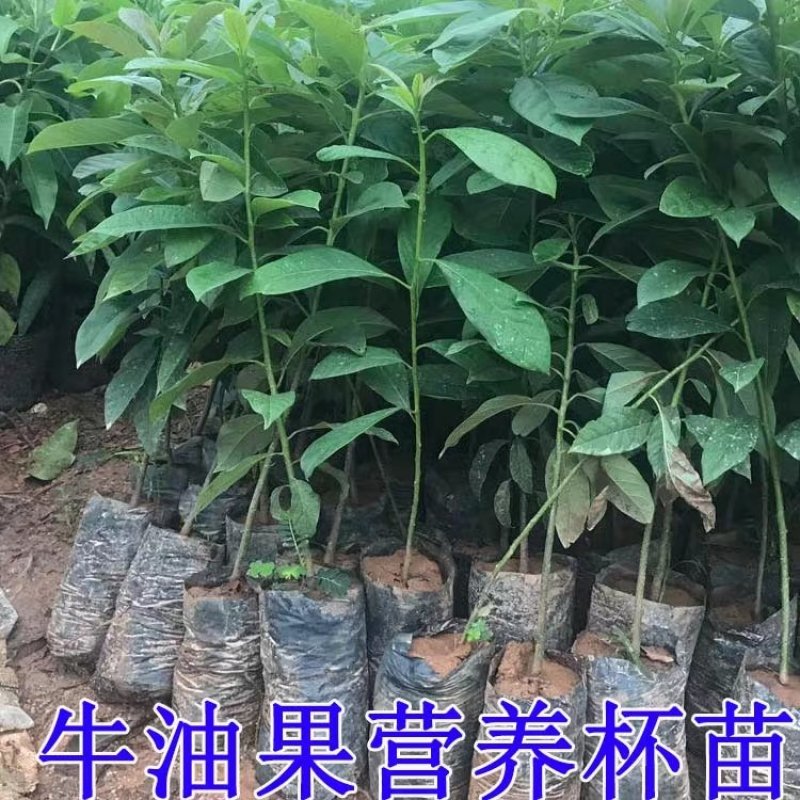 嫁接牛油果树苗鳄梨树苗哈斯牛油果苗南北方种植盆栽