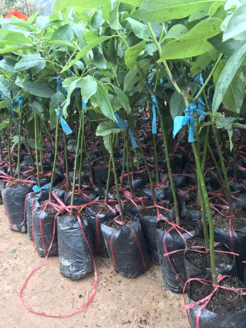 嫁接牛油果树苗鳄梨树苗哈斯牛油果苗南北方种植盆栽