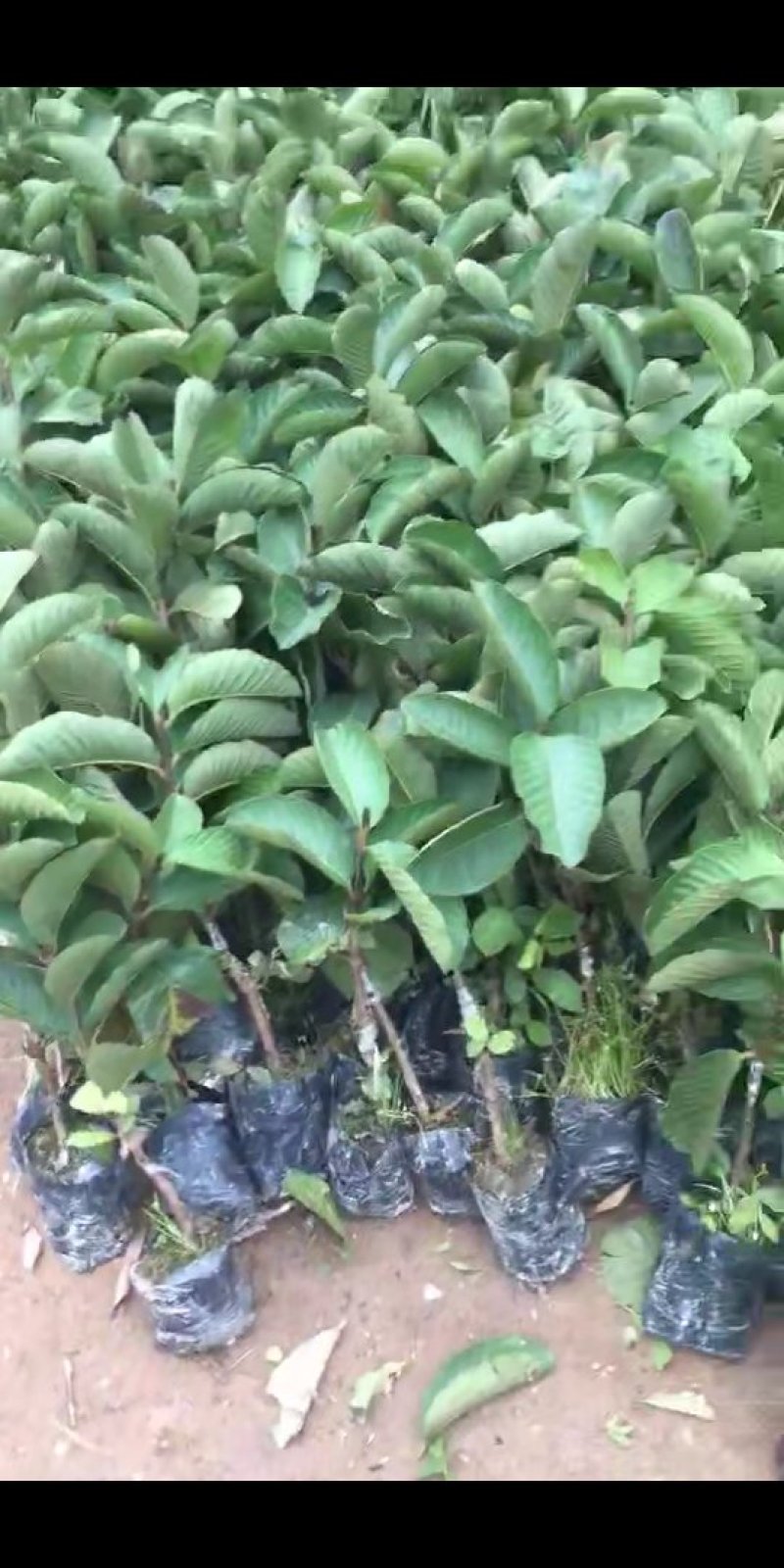 嫁接红宝石番石榴苗红心番石榴苗果树苗红宝石西瓜芭乐果苗