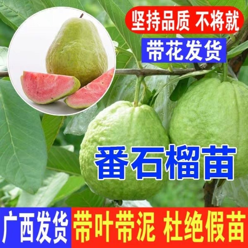 嫁接红宝石番石榴苗红心番石榴苗果树苗红宝石西瓜芭乐果苗