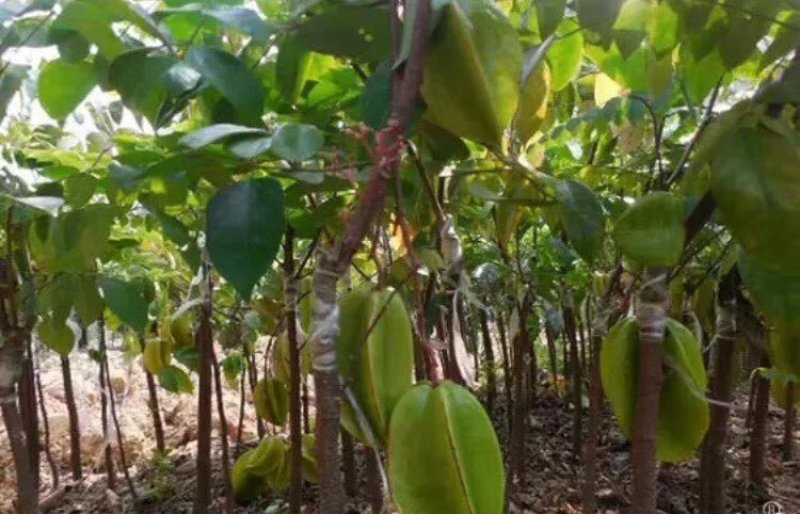 杨桃树苗嫁接苗杨桃果树苗台湾蜜丝杨桃苗甜杨桃庭院植物可盆