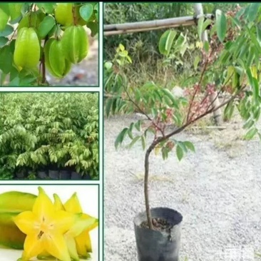 杨桃树苗嫁接苗杨桃果树苗台湾蜜丝杨桃苗甜杨桃庭院植物可盆
