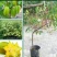 杨桃树苗嫁接苗杨桃果树苗台湾蜜丝杨桃苗甜杨桃庭院植物可盆