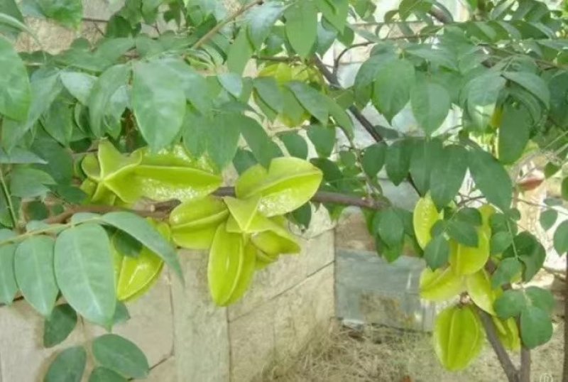 杨桃树苗嫁接苗杨桃果树苗台湾蜜丝杨桃苗甜杨桃庭院植物可盆