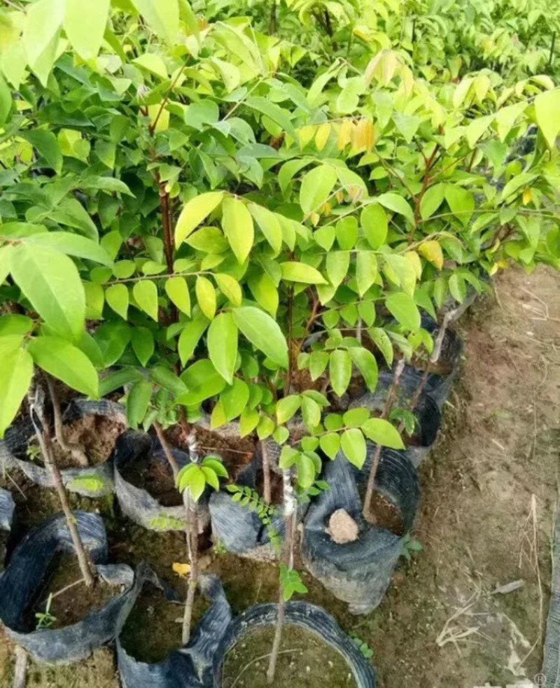 杨桃树苗嫁接苗杨桃果树苗台湾蜜丝杨桃苗甜杨桃庭院植物可盆