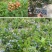 蓝莓树苗庭院种子室内四季盆栽南北方种植当年结果盆栽地栽蓝