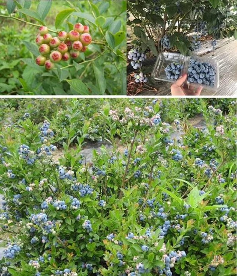 蓝莓树苗庭院种子室内四季盆栽南北方种植当年结果盆栽地栽蓝