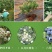 蓝莓树苗庭院种子室内四季盆栽南北方种植当年结果盆栽地栽蓝