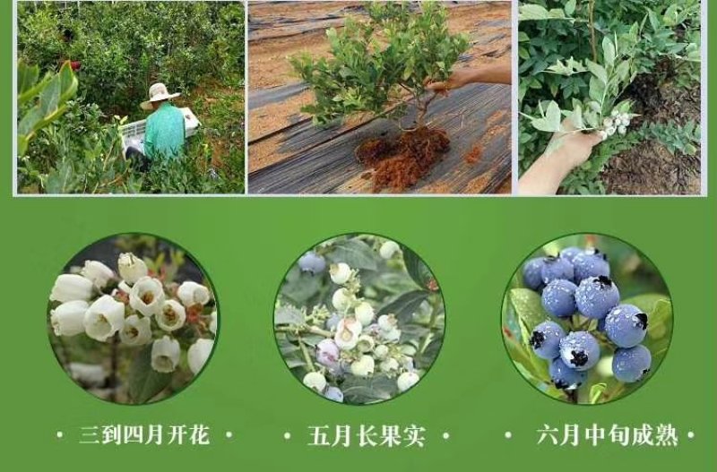 蓝莓树苗庭院种子室内四季盆栽南北方种植当年结果盆栽地栽蓝